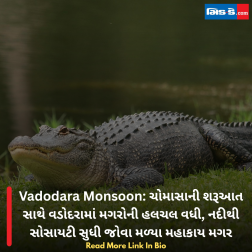 Vadodara Monsoon: ચોમાસાની શરૂઆત સાથે વડોદરામાં મગરોની હલચલ વધી, નદીથી સોસાયટી સુધી જોવા મળ્યા મહાકાય મગર